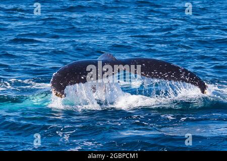 Baleines à bosse voyageant vers le nord sur leur migration de 10,000 km Banque D'Images