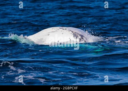 Baleines à bosse voyageant vers le nord sur leur migration de 10,000 km Banque D'Images