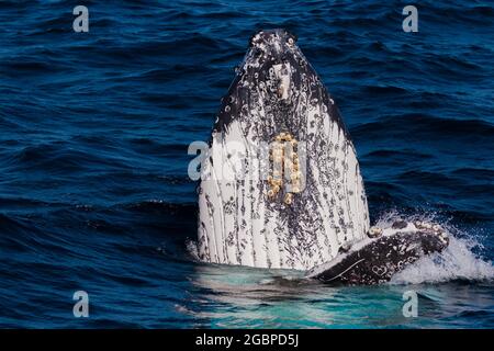 Baleines à bosse voyageant vers le nord sur leur migration de 10,000 km Banque D'Images