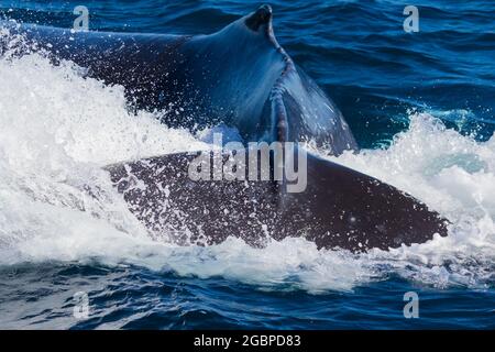 Baleines à bosse voyageant vers le nord sur leur migration de 10,000 km Banque D'Images