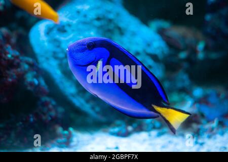 Poisson-surgéon connu sous le nom de Paracanthurus hepatus dans son habitat naturel. Poissons tropicaux sur le récif océanique. Banque D'Images