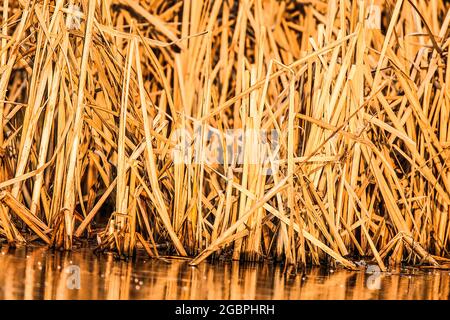 Les roseaux de cette nature sont communément trouvés dans un autour de la bordure des eaux fraîches., crédit:John Fairclough / Avalon Banque D'Images