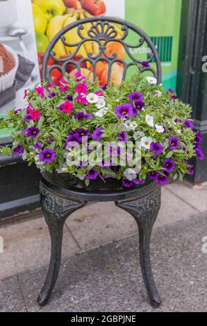 Fleurs fleuries de petunia sur une chaise métallique décorative à l'extérieur dans la rue de la ville. Victoria, C.-B. Street View, photo de voyage, mise au point sélective, Banque D'Images