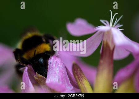 Les bourdons (Bombus hortorum jardin) Banque D'Images