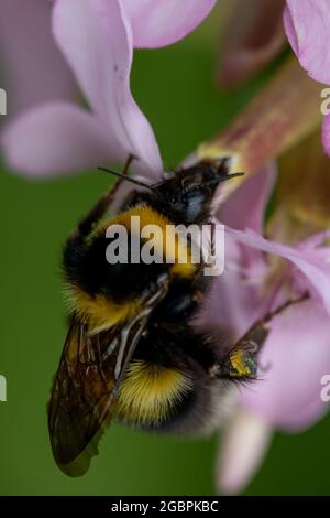 Jardin Bumblebee (Bombus hortorum) sur Saponaria montrant les fleurs typiques à long cou que cette abeille avec sa langue longue préfère Banque D'Images