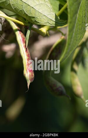 Gousses de haricots Borlotti poussant dans le jardin Banque D'Images