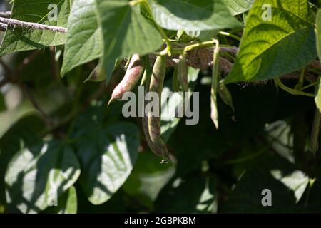 Gousses de haricots Borlotti poussant dans le jardin Banque D'Images