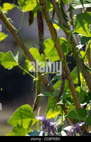 Gousses de haricots Borlotti poussant dans le jardin Banque D'Images