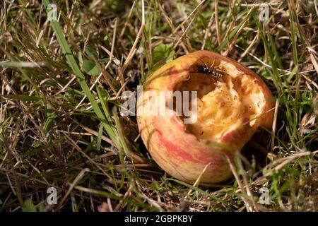 Une guêpe se nourrissant d'une pomme venteuse en été. La variété de pomme est James Grieves. Banque D'Images