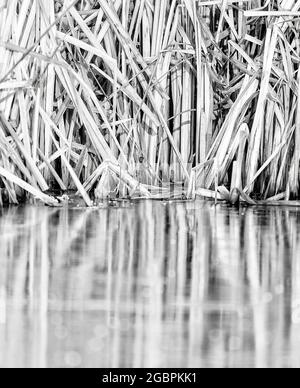 Les roseaux de cette nature sont communément trouvés dans un autour de la bordure des eaux fraîches., crédit:John Fairclough / Avalon Banque D'Images