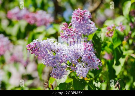 botany, lilas commun, Syringa vulgaris, Suisse, NON-USAGE-EXCLUSIF POUR CARTE-DE-VOEUX-USAGE-CARTE-POSTALE-PLIANTE Banque D'Images