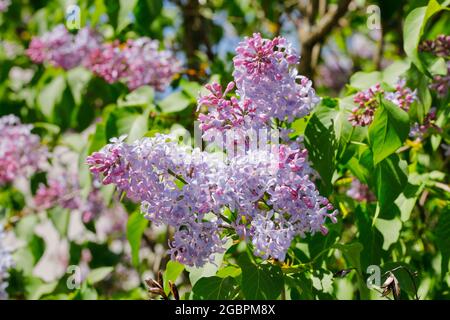 botany, lilas commun, Syringa vulgaris, Suisse, NON-USAGE-EXCLUSIF POUR CARTE-DE-VOEUX-USAGE-CARTE-POSTALE-PLIANTE Banque D'Images