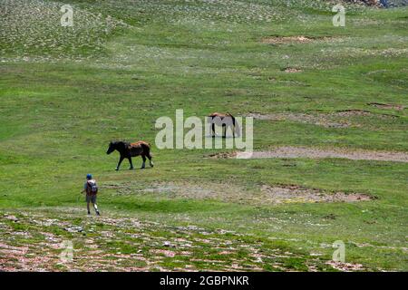 Chevaux dans la station de ski de la Molina en été Cerdanya, province de Gérone, Catalogne, Espagne Banque D'Images