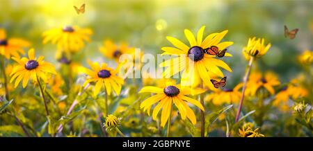 Fleurs gros plan de l'Echinacea paradoxa dans la lumière du soleil Banque D'Images