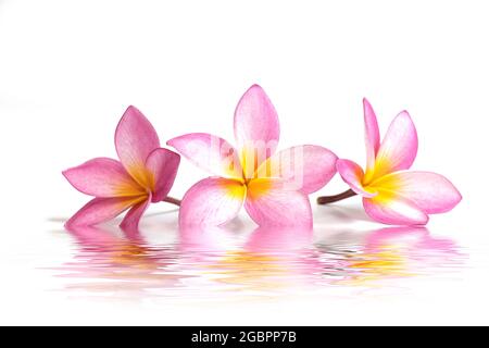 trois fleurs frangipani dans l'eau, réflexion sur fond blanc Banque D'Images