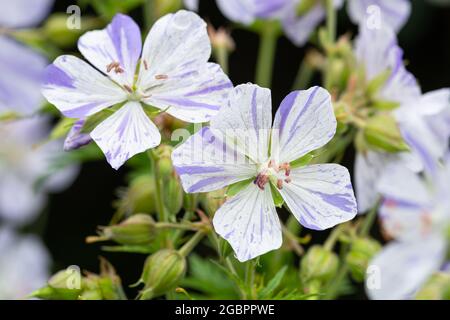 Géranium pratense « Splash Splash » Banque D'Images