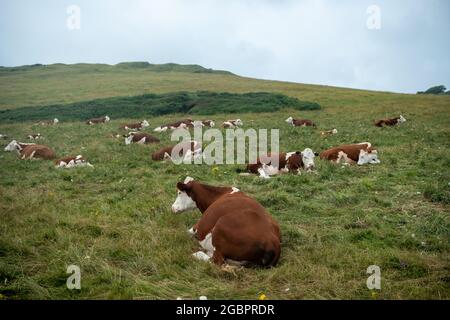 Une vache brune et blanche en gros plan. Dorset, Angleterre Banque D'Images