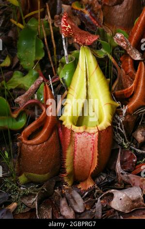 Pichets de l'usine de pichets carnivores Nepenthes veitchii, Sarawak, Bornéo, Malaisie Banque D'Images