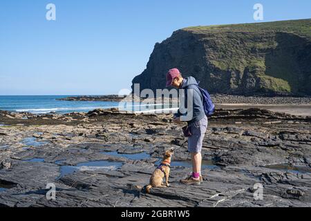 Former un chien Border Terrier sur la plage de Crackington Haven, sur la côte nord de Cornwall. Banque D'Images