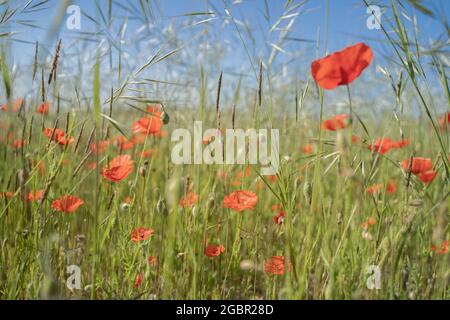 Des coquelicots éclatants sur les South Downs parmi les herbes vertes Banque D'Images