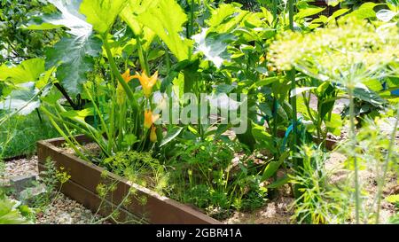 Culture de courgettes, poivron, aneth sur des lits en bois surélevés selon le principe de l'agriculture biologique. Maison jardin concept avec des lits de planche bricolage. Mode Banque D'Images