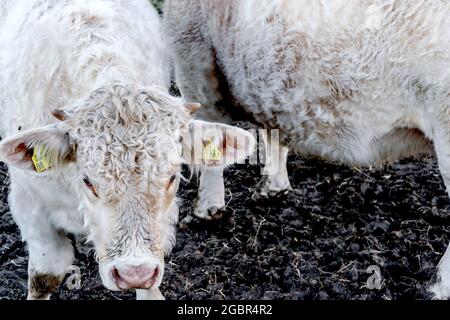 Les vaches en plein air, mâchonnant foin : Kuehe auf der Weide, heu fressend Banque D'Images