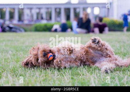 Foot up, Cavapoo chien roulant sur l'herbe jouant avec le ballon London Greenwich Park England UK, concert en plein air dans l'arrière-plan à côté de la maison de la reine Banque D'Images