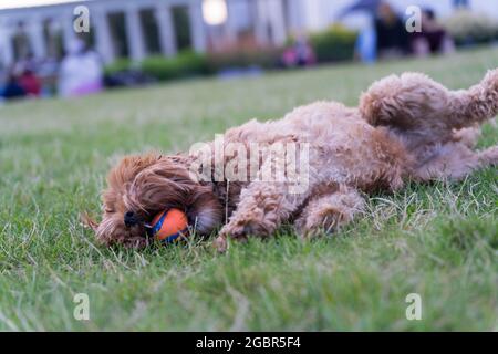 Pieds en haut, le chien de Cavapoo roulant sur l'herbe jouant avec le ballon London Greenwich Park England UK Banque D'Images