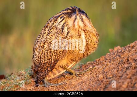 gros plan ou portrait de botaurus stellaris sur fond vert naturel pendant la migration hivernale à keoladeo bharatpur Banque D'Images