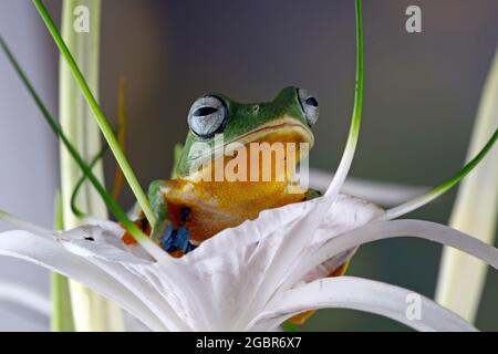 grenouille d'arbre sur fleur Banque D'Images