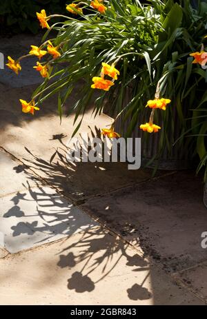 Narcissi fleurs dans un récipient galvanisé et l'ombre Banque D'Images