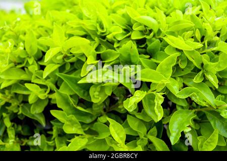 Duranta repens ou feuilles de Duranta erecta gros plan texture, les noms communs incluent le dewdrop doré, le mûrier de pigeon, et le flower de ciel au jardin de pinjore Banque D'Images