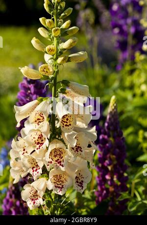 Chalet jardin fleurs Banque D'Images