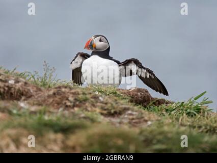 Atlantic Puffin, Fratercula artica, ailes étirant, sur l'île de Lunga, en Écosse Banque D'Images