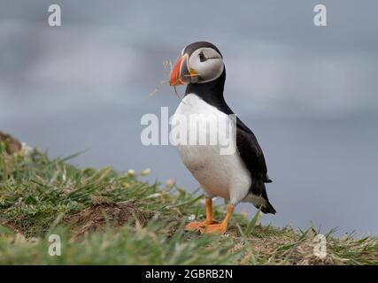 Atlantic Puffin, Fratercula artica, avec matériel de nidification, île de Lunga, Écosse Banque D'Images