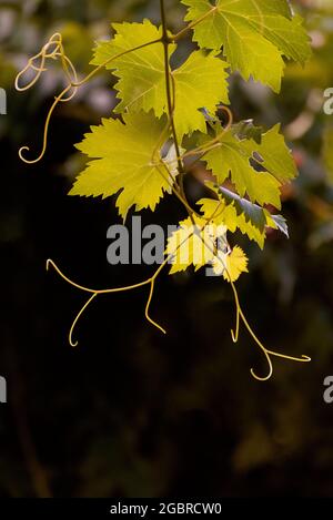 Feuilles de wineyard en été Banque D'Images