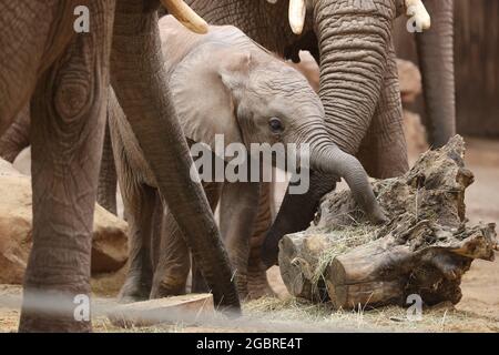 Erfurt, Allemagne. 05 août 2021. Le veau d'éléphant Ayoka joue entre les éléphants adultes dans l'enceinte extérieure du zoo d'Erfurt à l'occasion de son premier anniversaire. Credit: Bodo Schackow/dpa-Zentralbild/dpa/Alay Live News Banque D'Images