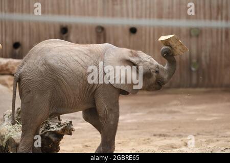 Erfurt, Allemagne. 05 août 2021. Le veau d'éléphant Ayoka joue dans l'enceinte extérieure du zoo d'Erfurt à l'occasion de son premier anniversaire. Credit: Bodo Schackow/dpa-Zentralbild/dpa/Alay Live News Banque D'Images