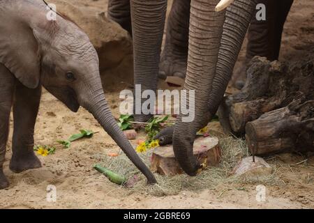 Erfurt, Allemagne. 05 août 2021. Le veau d'éléphant Ayoka joue entre les éléphants adultes dans l'enceinte extérieure du zoo d'Erfurt à l'occasion de son premier anniversaire. Credit: Bodo Schackow/dpa-Zentralbild/dpa/Alay Live News Banque D'Images