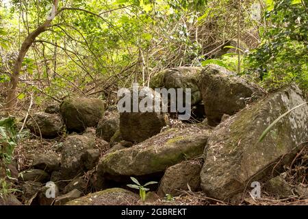 Le basalte volcanique s'étend le long du lit du ruisseau après l'érosion du sol non consolidé causée par la pluie, dans la forêt tropicale. Queensland, Australie Banque D'Images