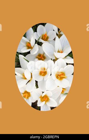 Début printemps fleurs de crocus blanc en Pâques forme d'oeuf. Composition de Pâques tendance. Copier l'espace pour le texte. Concept de Pâques minimal. Joyeux vœux de Pâques ca Banque D'Images