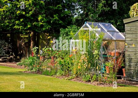 Une petite bordure de fleur avec serre de jardin en été dans un jardin arrière de banlieue à Hellesdon, Norfolk, Angleterre, Royaume-Uni. Banque D'Images