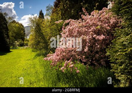 Royaume-Uni, Angleterre, Cheshire, Goostrey, Université de Manchester, Jodrell Bank, arboretum, arbre en fleurs au début de l'été et télescope Lovell Banque D'Images