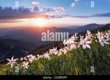 Fleurs de jonquille blanches sauvages. Un coucher de soleil extraordinaire avec des rayons illumine l'horizon. Ciel avec nuages. Hautes montagnes dans la brume. Fond d'écran estival Banque D'Images