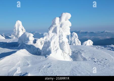 Paysage le jour d'hiver. Épinettes dans les dérives. Pelouse et forêts. Noël merveilleux. Haute montagne. Fond d'écran enneigé. Nature sce Banque D'Images