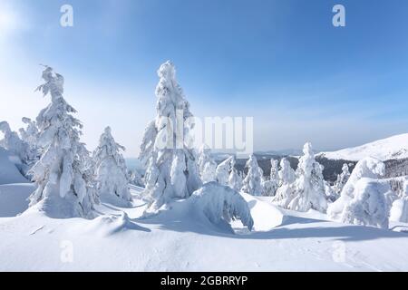 Paysage d'hiver. Noël merveilleux. Prairie couverte de gelées dans les dérives. Forêt. Haut mountaint. Fond d'écran enneigé. Banque D'Images