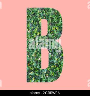 Lettres alphabétiques de forme B en feuille verte sur fond rose pastel pour le dessin dans votre travail. Banque D'Images