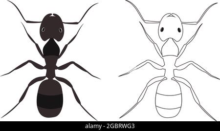 ANT ou Formicidae Vector Illustration Fill and Outline isolé sur fond blanc. Insectes bous vers parasites et mouches. Graphique de l'entreprise de lutte antiparasitaire Illustration de Vecteur