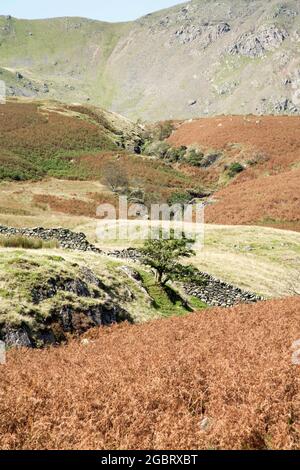 Torver Beck coulant sous Dow Crag et le vieil homme de Coniston Coniston le Lake District Cumbria Angleterre Banque D'Images