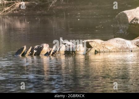 Tortue aquatique d'eau douce dans le Parc naturel de Marismas del Odiel, Huelva, Espagne Banque D'Images